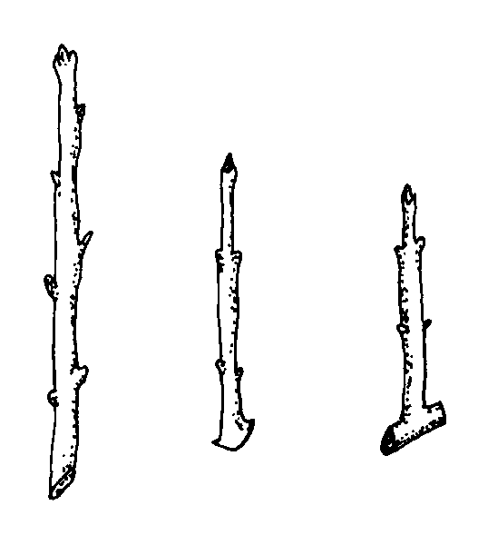 <p>hardwood cuttings: three types</p>