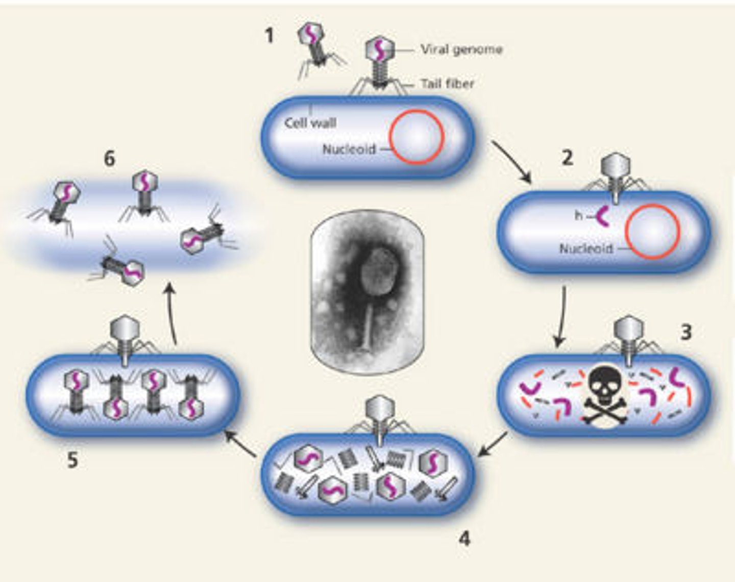 <p>viruses that always lyse and kill host after infection</p>