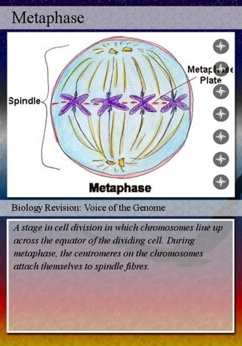 <p>chromosomes align midway between centrioles</p>
