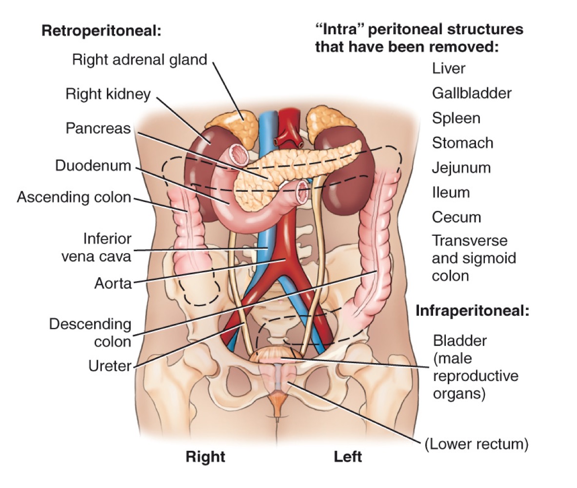 <p>Appendix (vermiform)</p>
