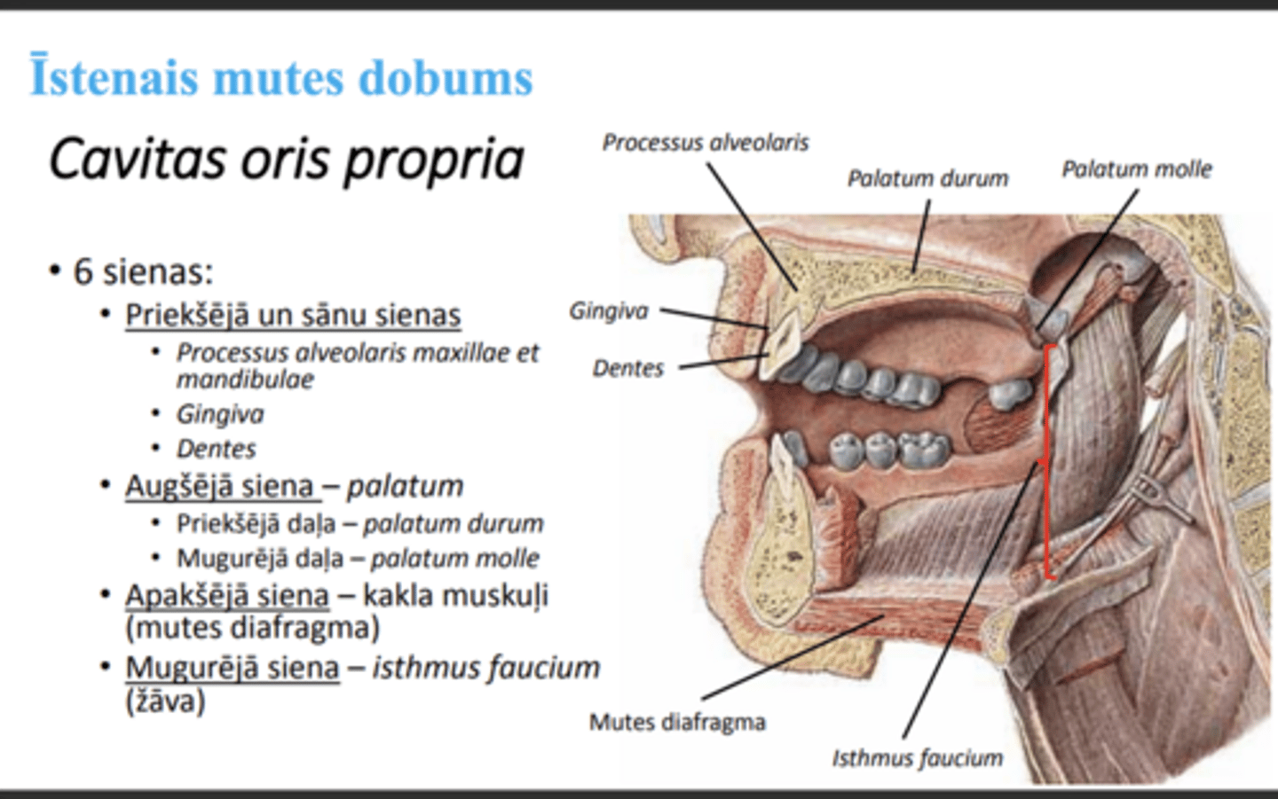 <p>6 sienas</p>