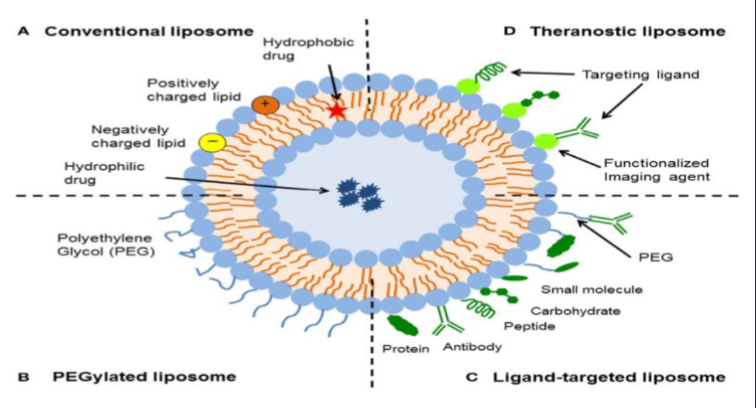 <p>liposomes have bee used as a platform for drug delivery for many years</p><p>The surface of the liposome can be functionalized to enhance specific properties</p>