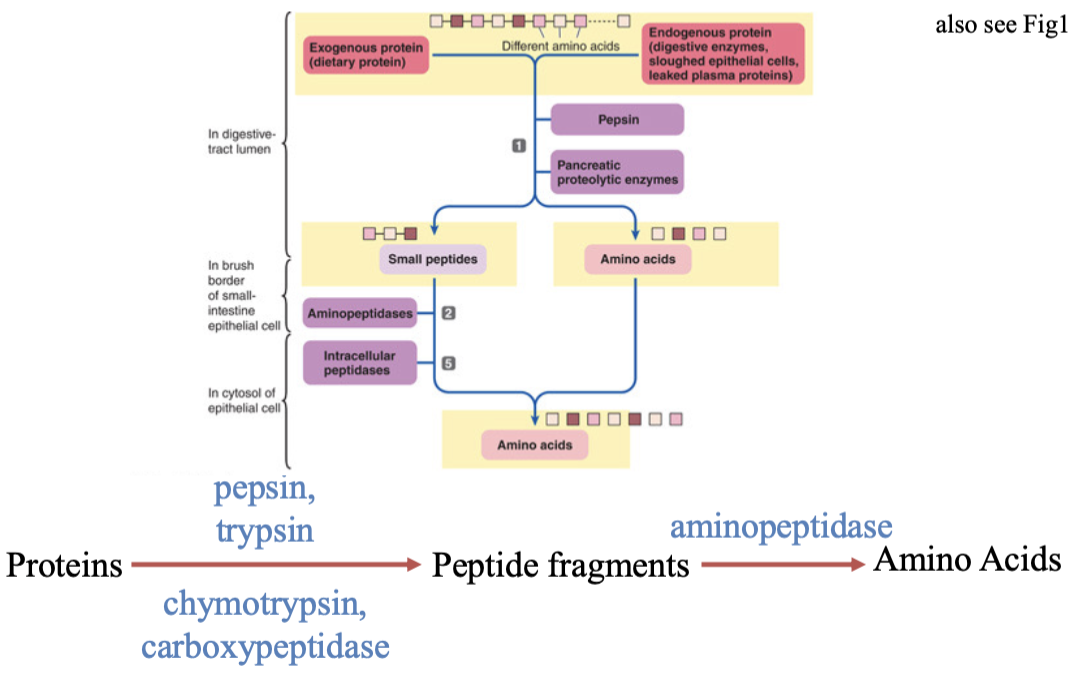 <p>proteins are part of your own body’s structure, so proteases must be tightly controlled; fats and carbs aren’t, so their enzymes can be active right away</p><ul><li><p><span><span>ensures they are only activated in the right place and at the right time</span></span></p></li></ul><p></p>