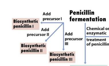 <p><strong>Different biosynthetic penicillins can be made by directly altering penicillin</strong>, semi-synthetic penicillin can be created to improve efficacy and spectrum of activity. </p>