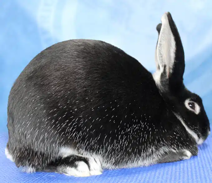 <p>What Breed Am I?</p>