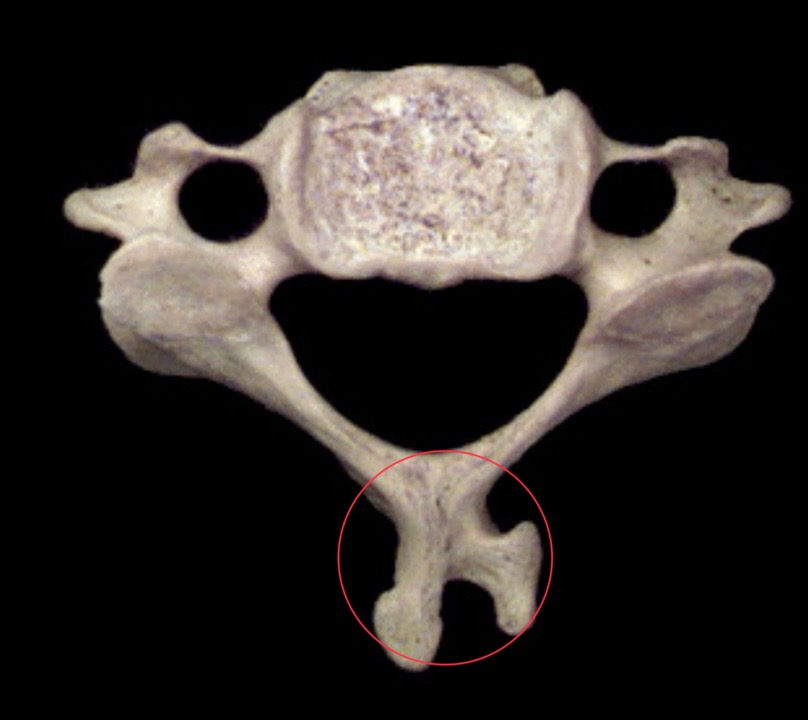 <p>What is this structure?</p>