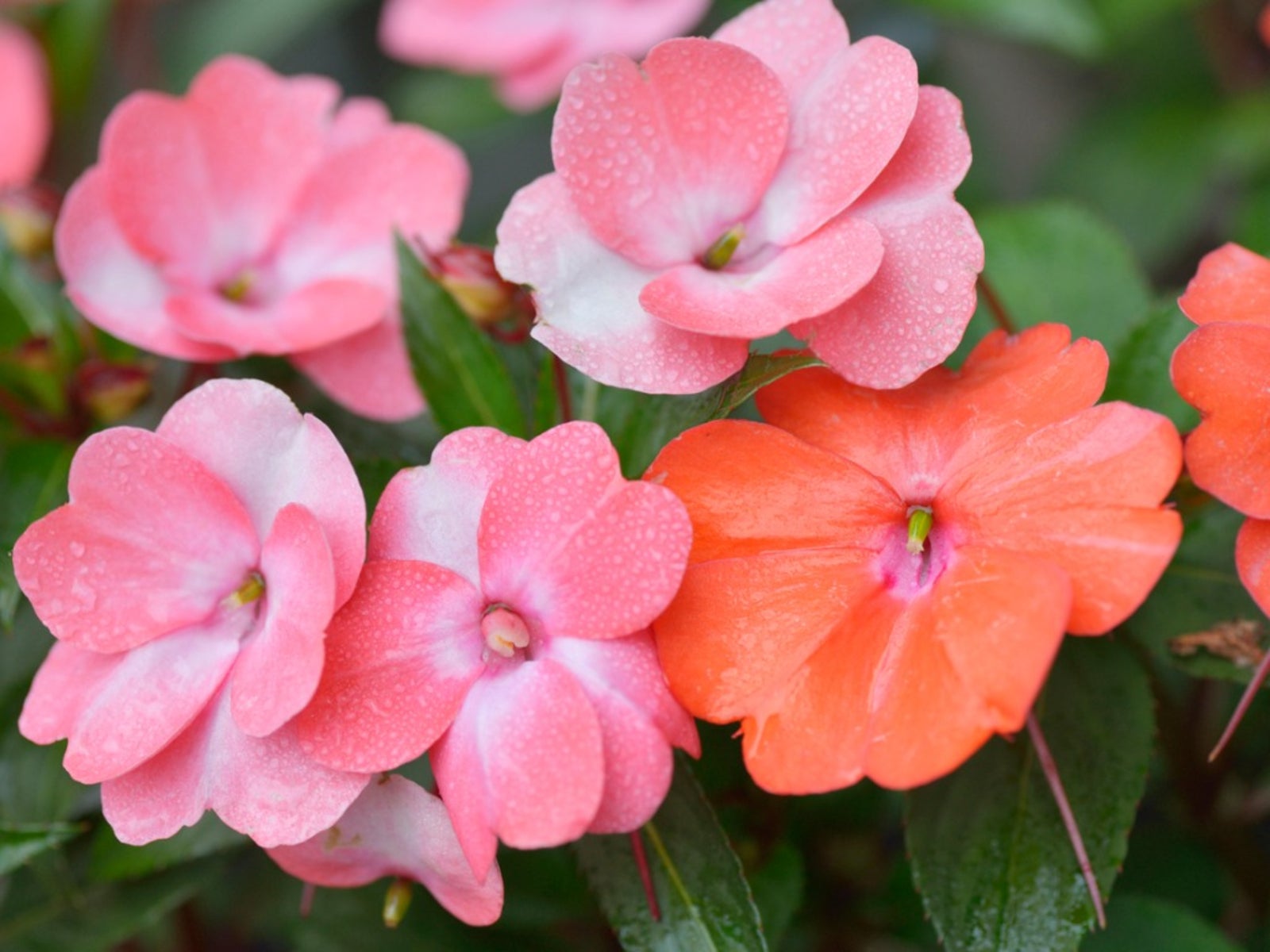 <p>What plant is this?</p>