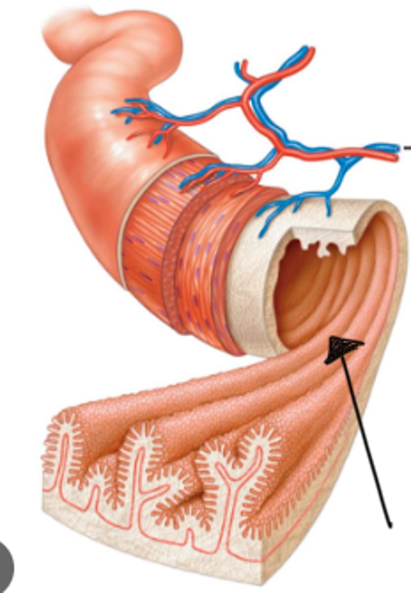 term image