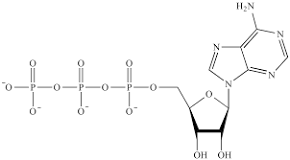 <p>Consists of a phosphorus atom bonded to four oxygen atoms. Commonly found in molecules like DNA, RNA, and ATP. Plays a crucial role in energy transfer and storage in cells. Has a negative charge due to the presence of three negatively charged oxygen atoms. Can form multiple covalent bonds with other atoms or groups.</p>