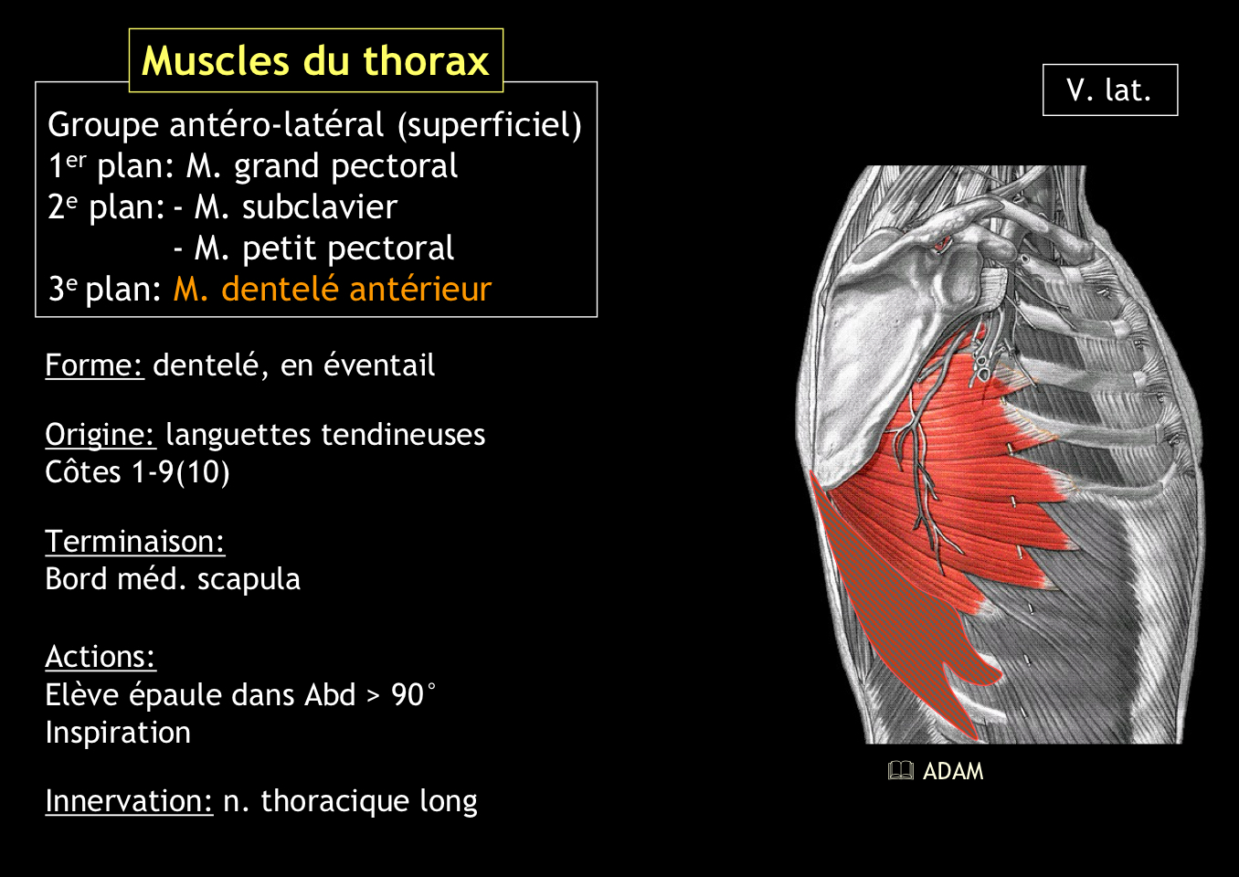 <p>• Il a une forme en éventail dentelé</p><p style="text-align: start">• Il fait basculer la scapula et permet l’abduction du bras au-delà de 90°• Il est aussi inspirateur</p>