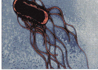 <p>flagella all over the entire cell</p>