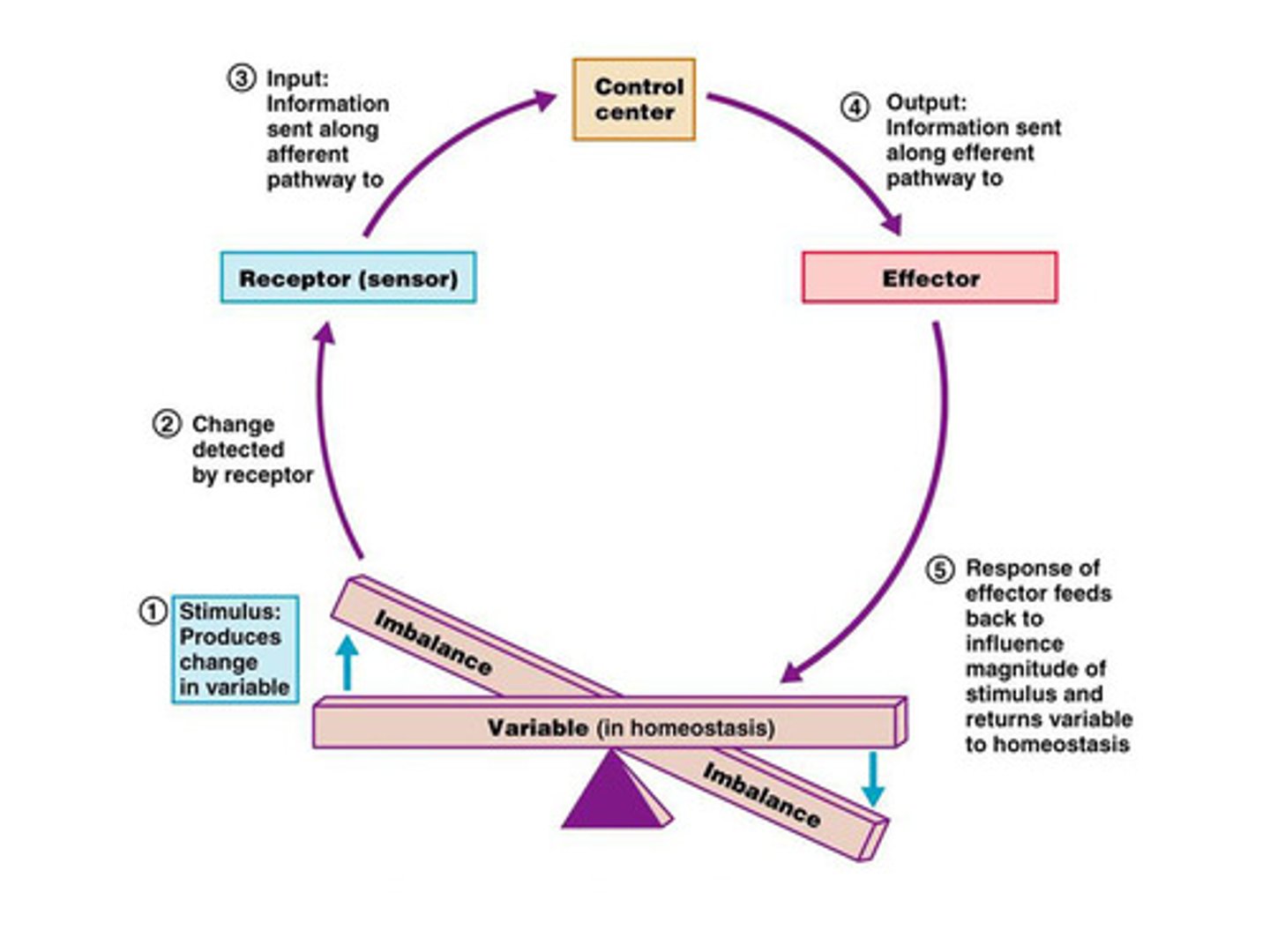 <p>determines the set point in feedback, recieves from receptor and sends info efferently to effector</p>