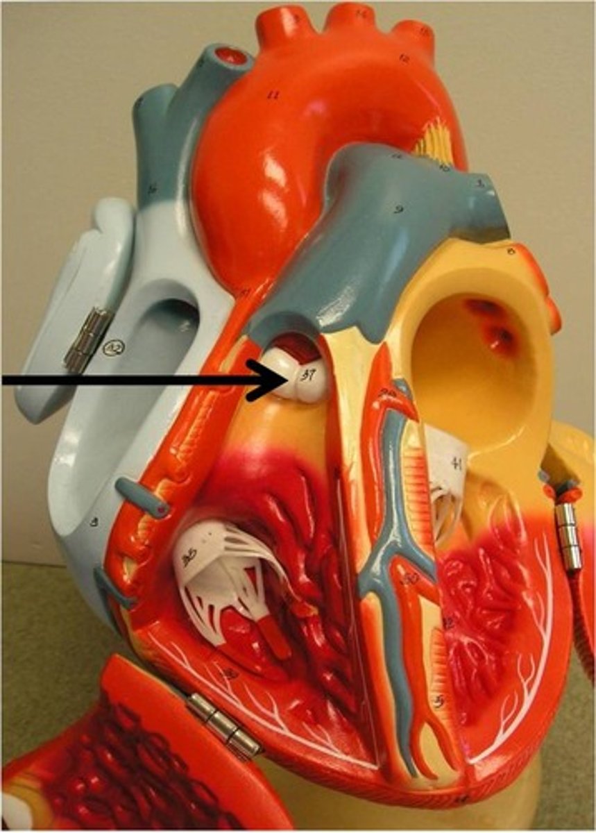 <p>Valve between right ventricle and pulmonary arteries.</p>