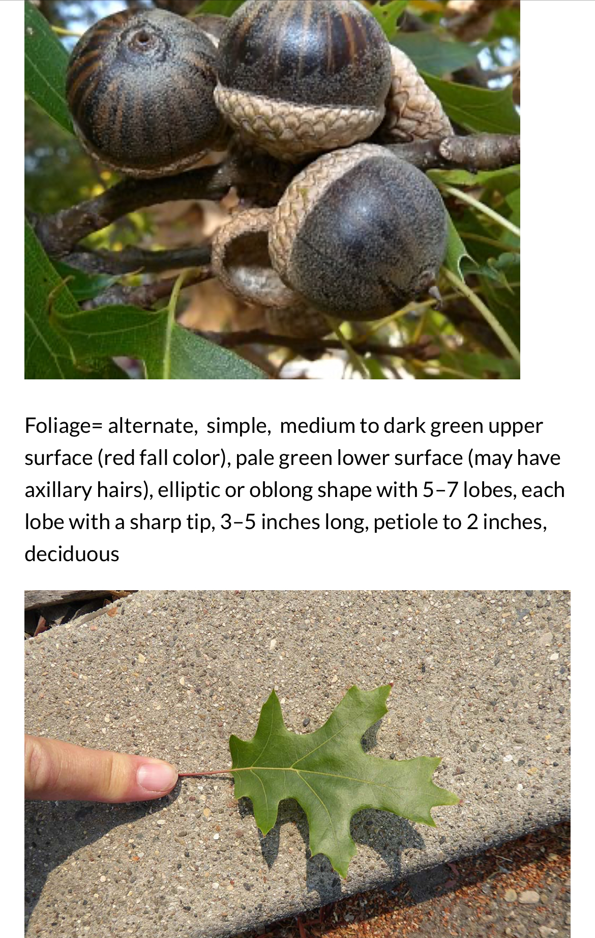 <p>Quercus palustris</p>