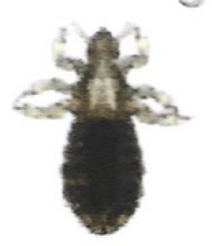 <p>ఇది ఏమిటి?</p>