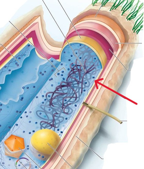 <p>Which structure of a Bacterial:</p><ul><li><p>Long fibers of proteins that encircle the cell just inside the cytoplasmic membrane</p></li><li><p>Contribute to the shape of the cell</p></li></ul><p></p>