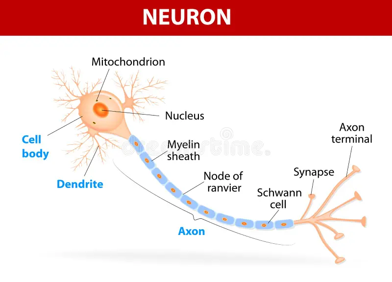 <p>The building blocks of the nervous system. Send, receive, and process messages throughout the body, and release neurotransmitters</p>