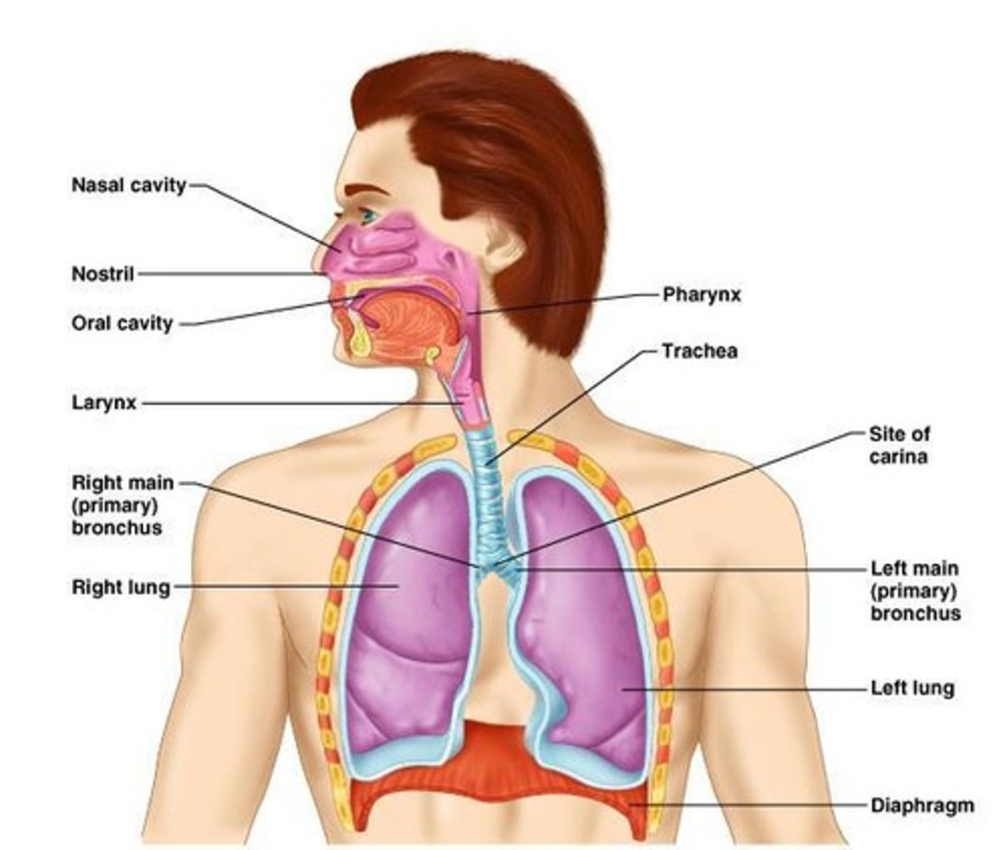 <p>Obtains O2, removes CO2, regulates blood pH.</p>