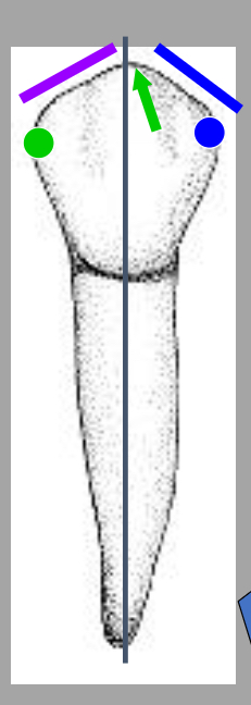 <p>Name the tooth and hi-lighted portions</p>