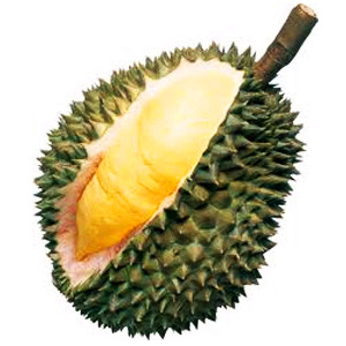 <p>(n) sầu riêng</p>