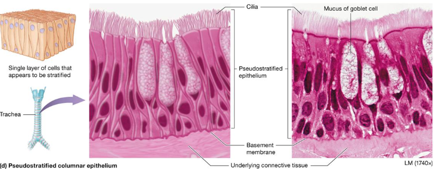 <ul><li><p>Cells vary in height, single layered</p></li><li><p>Secretion &amp; movement of mucus</p></li><li><p>Located:</p><ul><li><p>upper respiratory tract</p></li><li><p>ducts of large glands</p></li><li><p>tubules in testes</p></li></ul></li></ul><p></p>