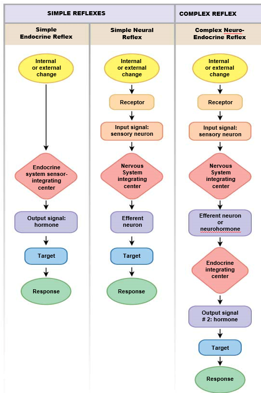 <ol><li><p>simple endocrine</p></li><li><p>simple neural</p></li><li><p>complex neuro-endocrine</p></li></ol>