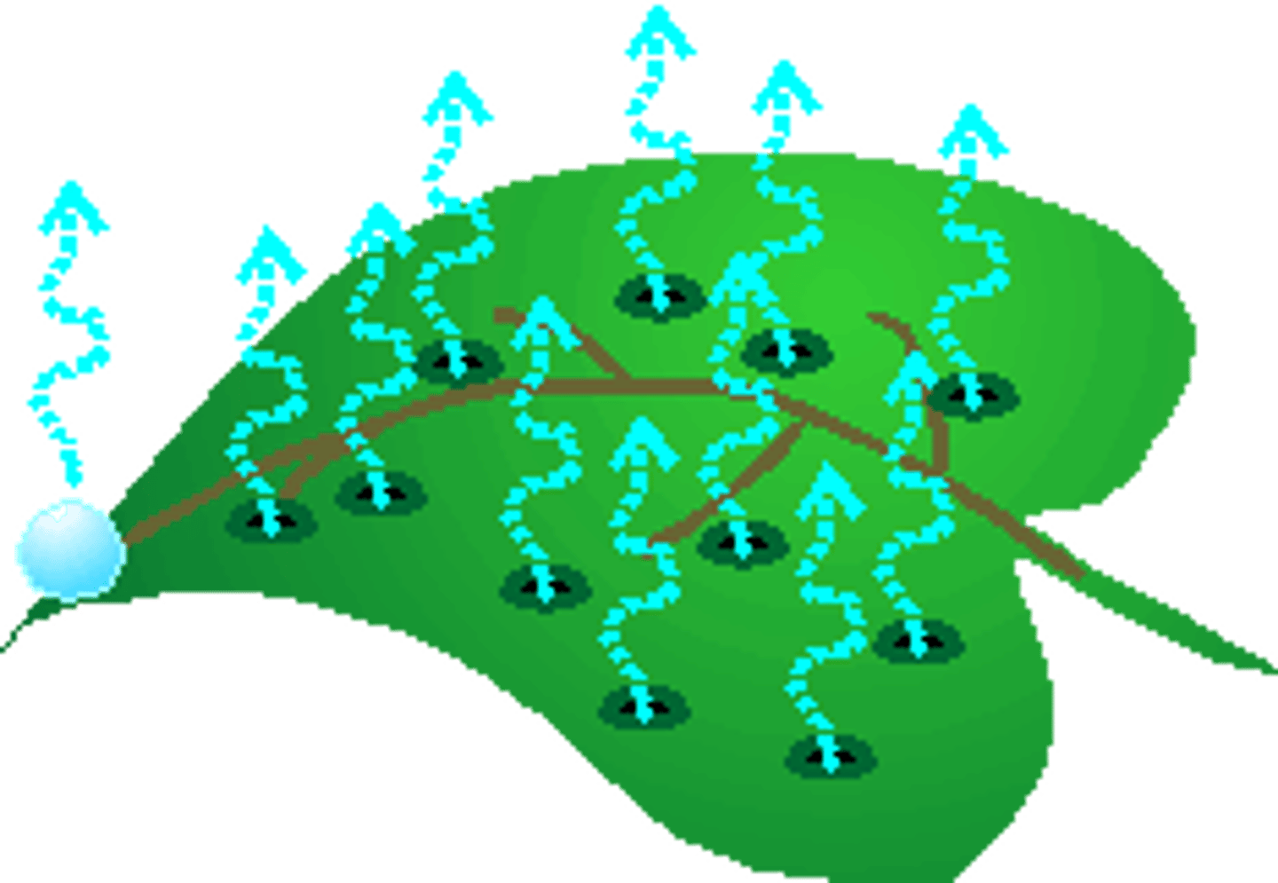 <p>Loss of water from a plant through its leaves</p>