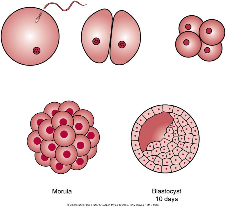 <p></p><p><span><span>•Zygote - fusion of gametes to 8 cells.</span></span></p><p><span><span>•Morula - clump of cells undergoing mitosis. </span></span>Morula: means mulberry because looks like blackberry</p><p><span><span>•Blastocyst - day 4-20&nbsp; inner cell mass to bilaminar disc. </span></span>inner layer develops into fetus and outer layer develops into placenta</p><p><span><span>•Embryo – day 21 to 56 (8 weeks) from somites through organogenesis.</span></span></p><p><span><span>•Fetus - week 9 to birth.</span></span></p>
