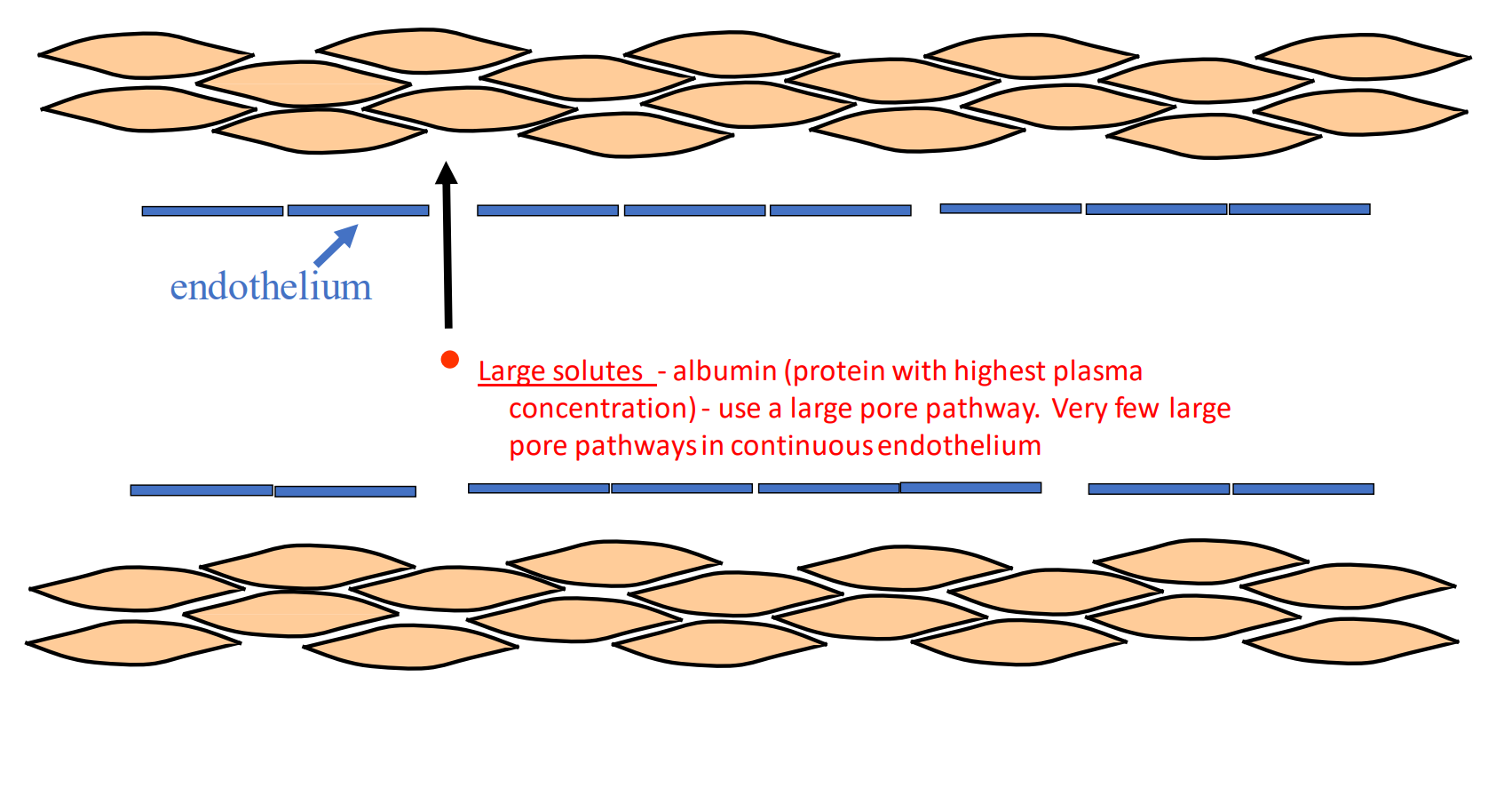 <p>large solutes</p><p></p><p>Large solutes - albumin (protein with highest plasma concentration) - use a large pore pathway. Very few large pore pathways in continuous endothelium</p>