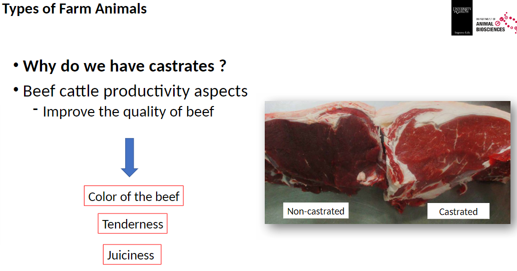 <p><strong>Beef Cattle Productivity Aspects</strong><br>āImprove the quality of beef</p><p><strong>Factors Affected</strong><br>āColor of the beef<br>āTenderness<br>āJuiciness<br>āMarbling</p><p><strong>Comparison</strong><br>āNon-castrated ā different quality<br>āCastrated ā improved quality (better marbling, color, etc.)</p>