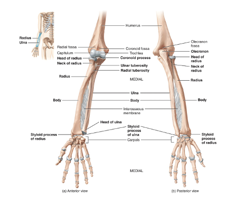 <p>The olecranon and coronoid process at the proximal end of the ulna form the trochlear notch which wraps around the trochlea of the humerus making up the elbow joint. The radius is located on the lateral (thumb) side of the forearm. The articulation of its head with the capitulum of the humerus and with the ulna allows the forearm to rotate</p>
