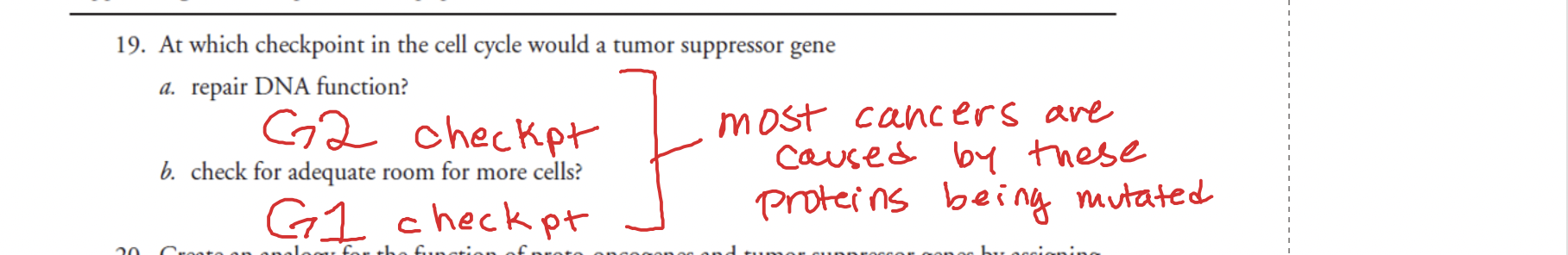 A gene that codes for recessive traits (meaning you need 2 copies to express it), the brake of the cell cycle. Transcribes proteins involves with cyclin and CDK reaction. An example would be BRCA1 and BRCA2 which ensure stability of a cells genetic material (results in breast cancer)