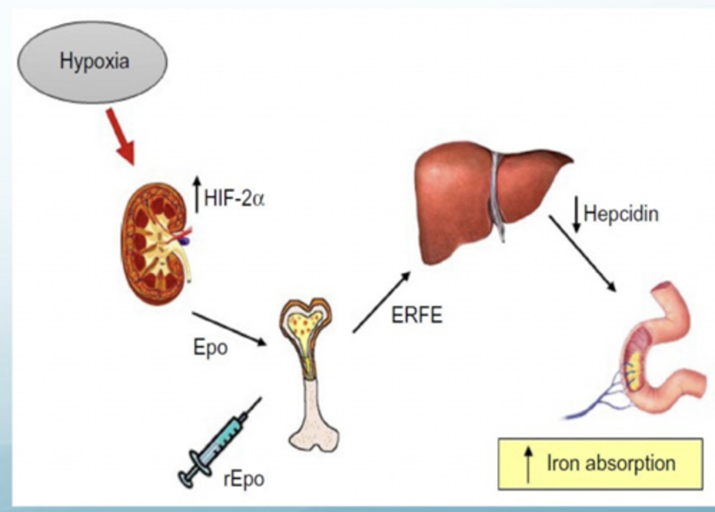 <p>Produced by erythroblasts following blood loss</p>