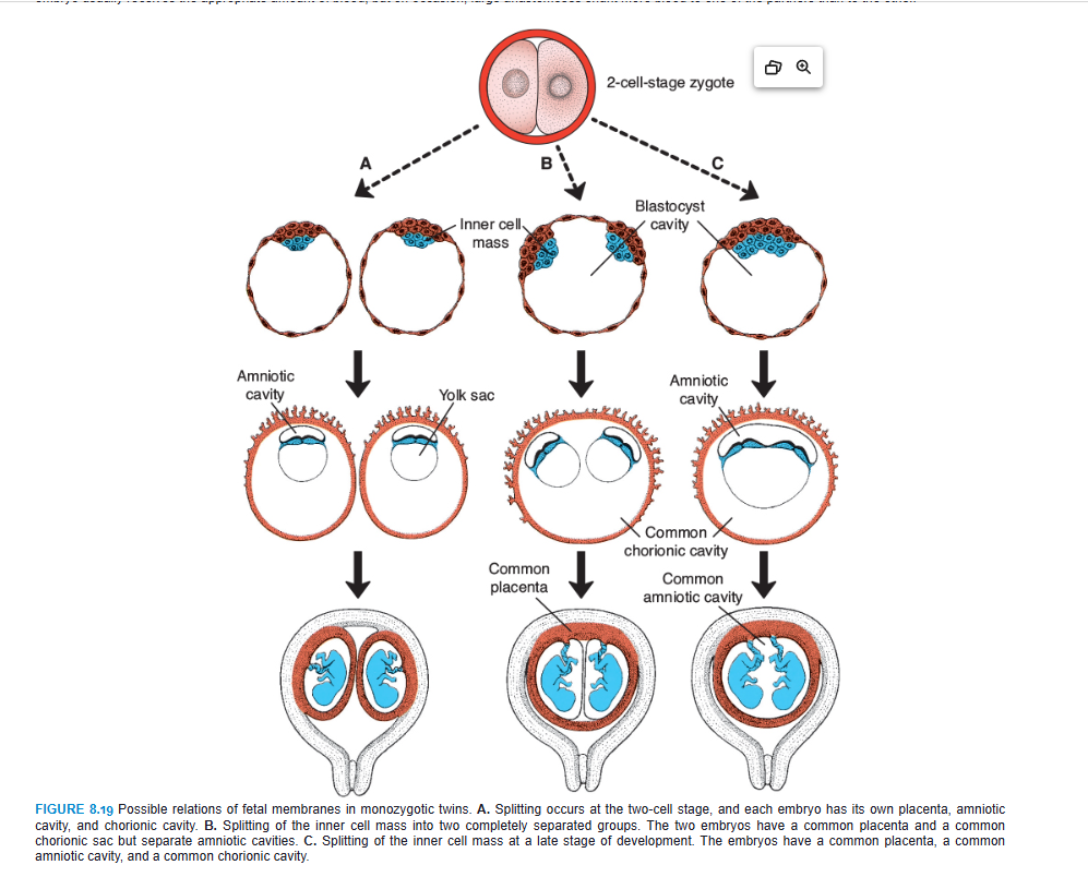 <p> PARTURITION (BIRTH)</p><p>For the first 34 to 38 weeks of gestation, the uterine myometrium does not respond to signals for parturition (birth). During the last 2 to 4 weeks of pregnancy, however, this tissue undergoes a transitional phase in preparation for the onset of labor. Ultimately, this phase ends with a thickening of the myometrium in the upper region of the uterus and a softening and thinning of the lower region and cervix.</p><p>Labor itself is divided into three stages: (1) effacement (thinning and shortening) and dilatation of the cervix (this stage ends when the cervix is fully dilated), (2) delivery of the fetus, and (3) delivery of the placenta and fetal membranes. Stage 1 is produced by uterine contractions that force the amniotic sac against the cervical canal like a wedge, or if the membranes have ruptured, then pressure will be exerted by the presenting part of the fetus, usually the head. Stage 2 is also assisted by uterine contractions, but the most important force is provided by increased intra-abdominal pressure from contraction of abdominal muscles. Stage 3 requires uterine contractions and is aided by increasing intra-abdominal pressure.</p><p>As the uterus contracts, the upper part retracts, creating a smaller and smaller lumen, while the lower part expands, thereby producing direction to the force. Contractions usually begin about 10 minutes apart; then, during the second stage of labor, they may occur <1 minute apart and last from 30 to 90 seconds. Their occurrence in pulses is essential to fetal survival, as they are of sufficient force to compromise uteroplacental blood flow to the fetus.</p>