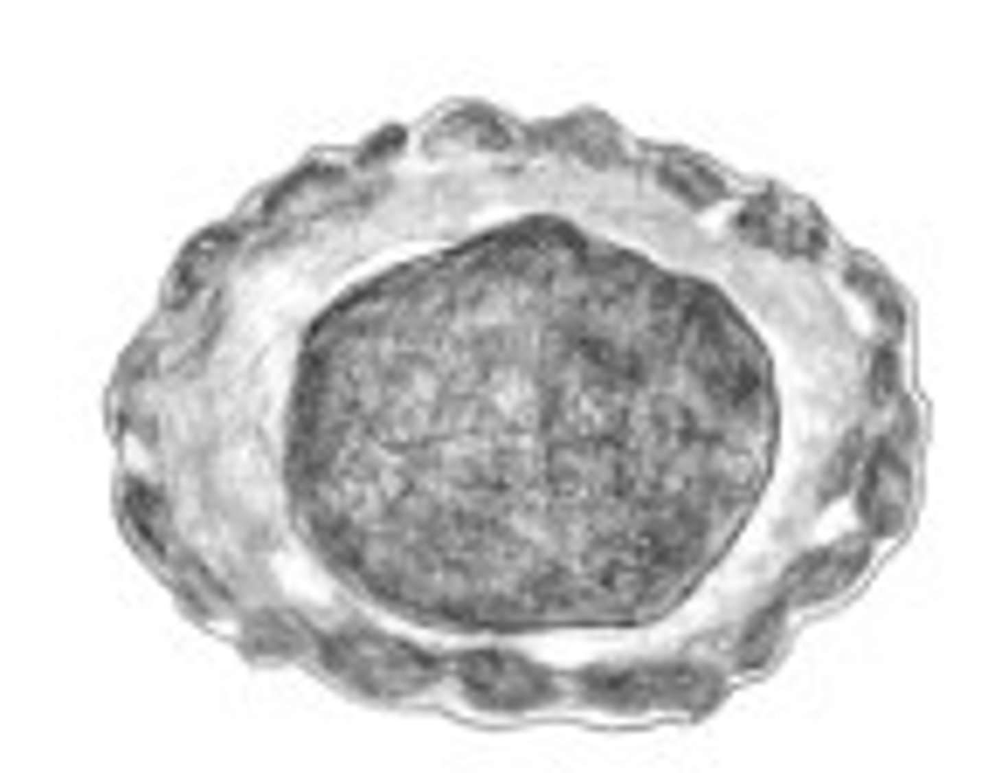 <p>Identify the parasite</p>