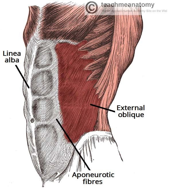 <p>Location:</p><ul><li><p><strong>the outer surface of the sides of the abdomen</strong></p></li><li><p><strong>each side of the rectus abdominis</strong></p></li></ul><p></p><p>Function:</p><ul><li><p><strong>movement of the trunk, spine, and core</strong></p></li><li><p>rotate the trunk to the opposite side</p></li><li><p>assist in bending the trunk from side to side</p></li><li><p>stabilize the core</p></li></ul><p></p>