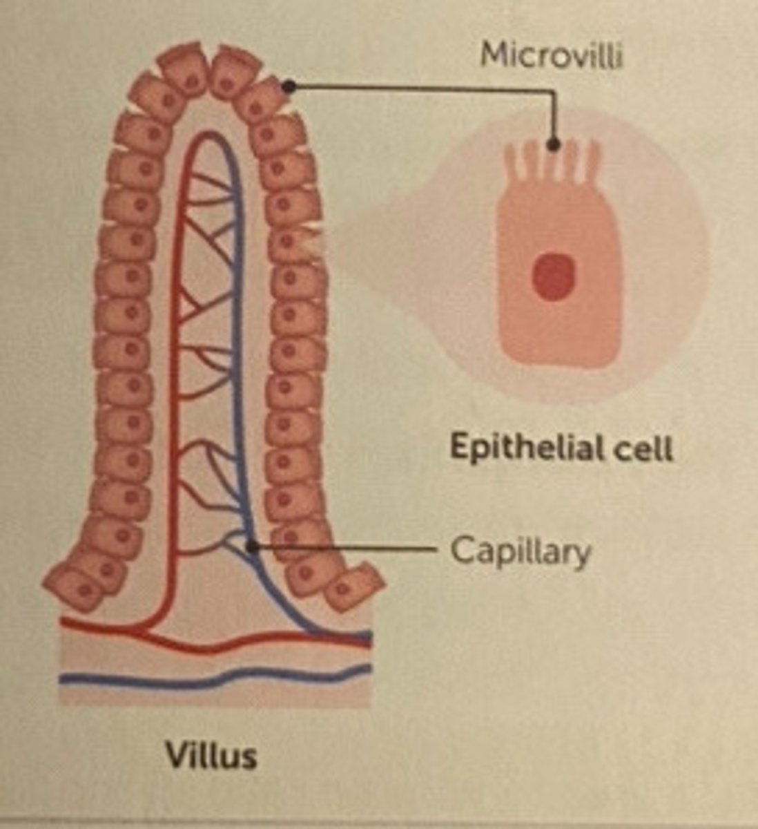 <p>projections of the wall (villi) + epithelial cells (microvilli) increase surface area, wall of villi is thin, well supplied with blood from capillaries</p>