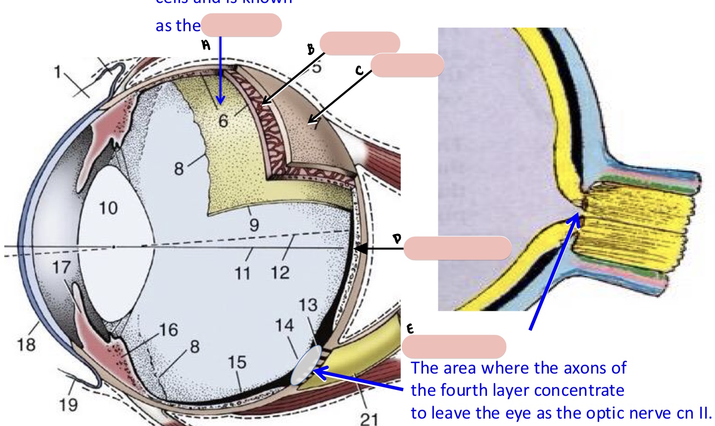 <p><span>Name the structure(s) indicated by d and e.</span></p>