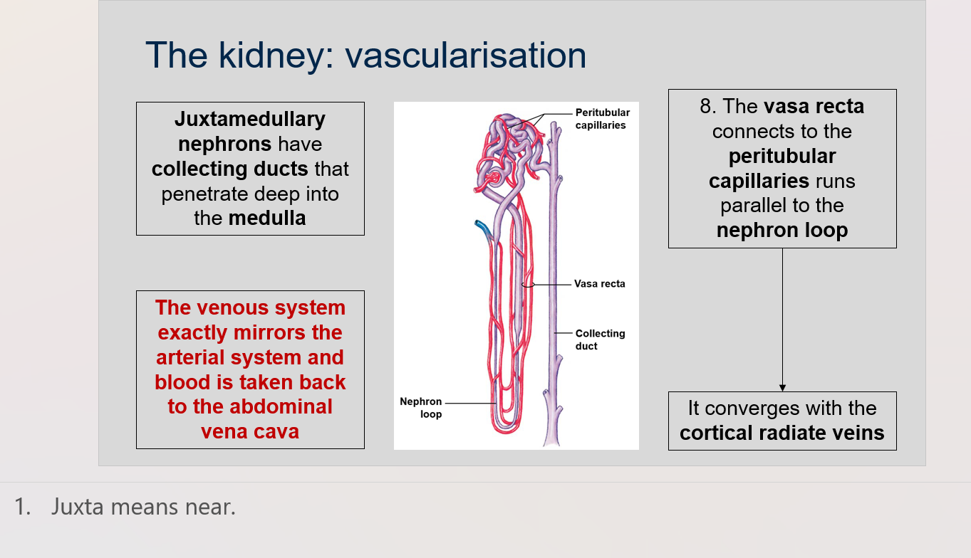 The vasa recta is a network of capillaries that runs parallel to the nephron loop and connects to the peritubular capillaries.  