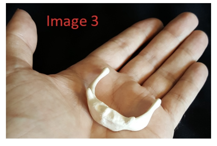 <p>6) name the bone in this image </p>