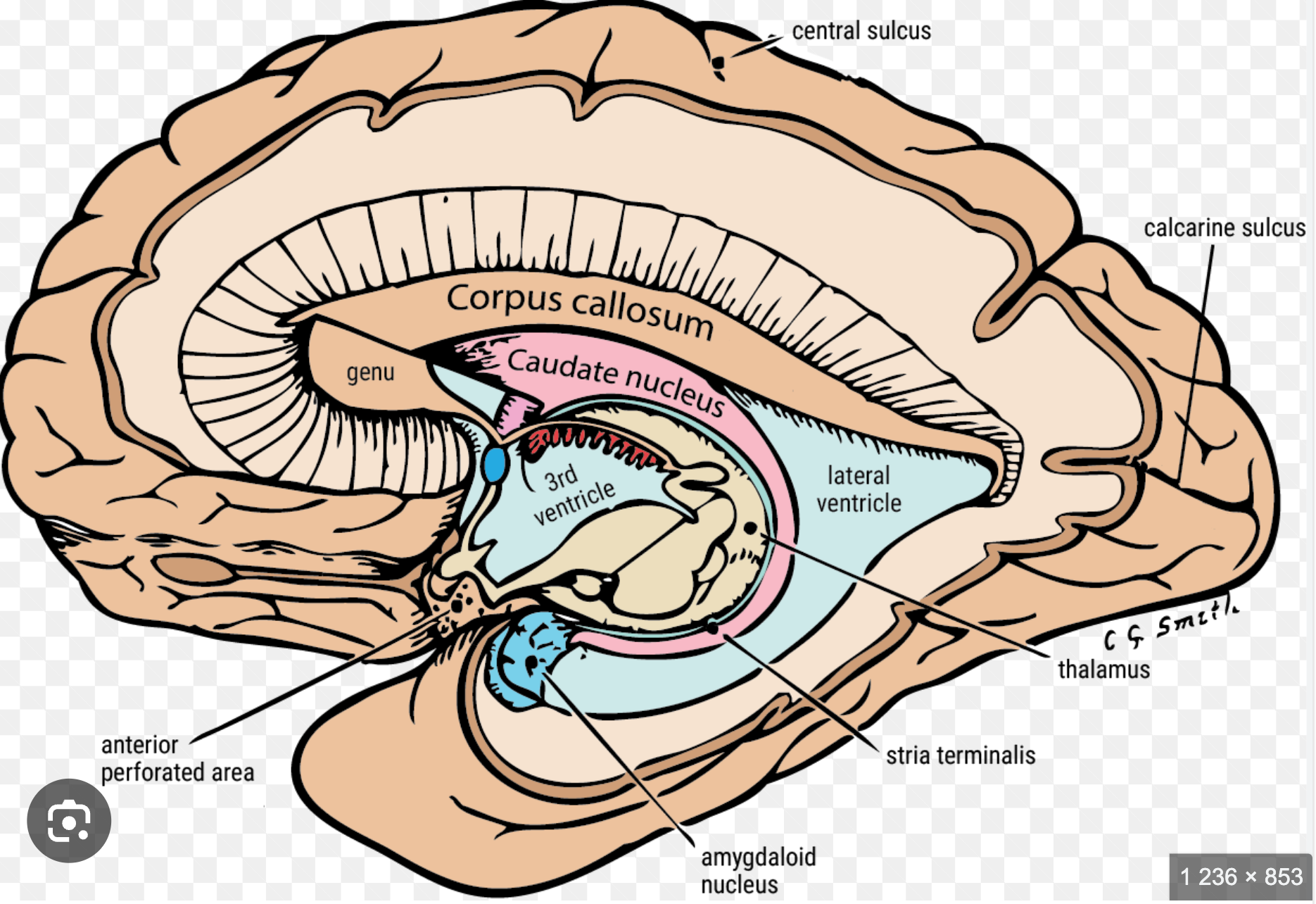 <p>Caudate nucleus</p>