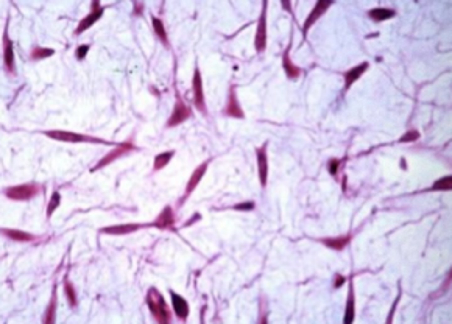 <p>What cell type is shown</p>