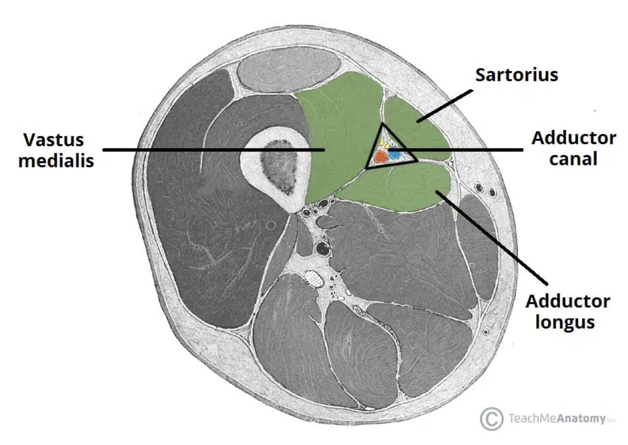 <ul><li><p>Canal between the muscles of lower medial thigh</p></li><li><p><strong>Boundaries</strong>: <u>Anteriorly</u> - vastus medialis <u>posteriorly</u> - adductor longus and magnus,</p><p><u>medially</u> (and the roof) - sartorius</p></li><li><p><strong>Contents</strong>: femoral vessels, saphenous n. and n. to vastus medialis</p></li></ul><p></p>