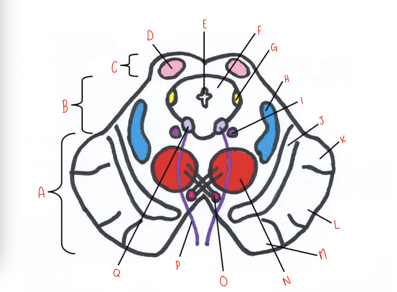 <p>What structure of the sliced superior colliculus section of the midbrain is labeled K?</p>