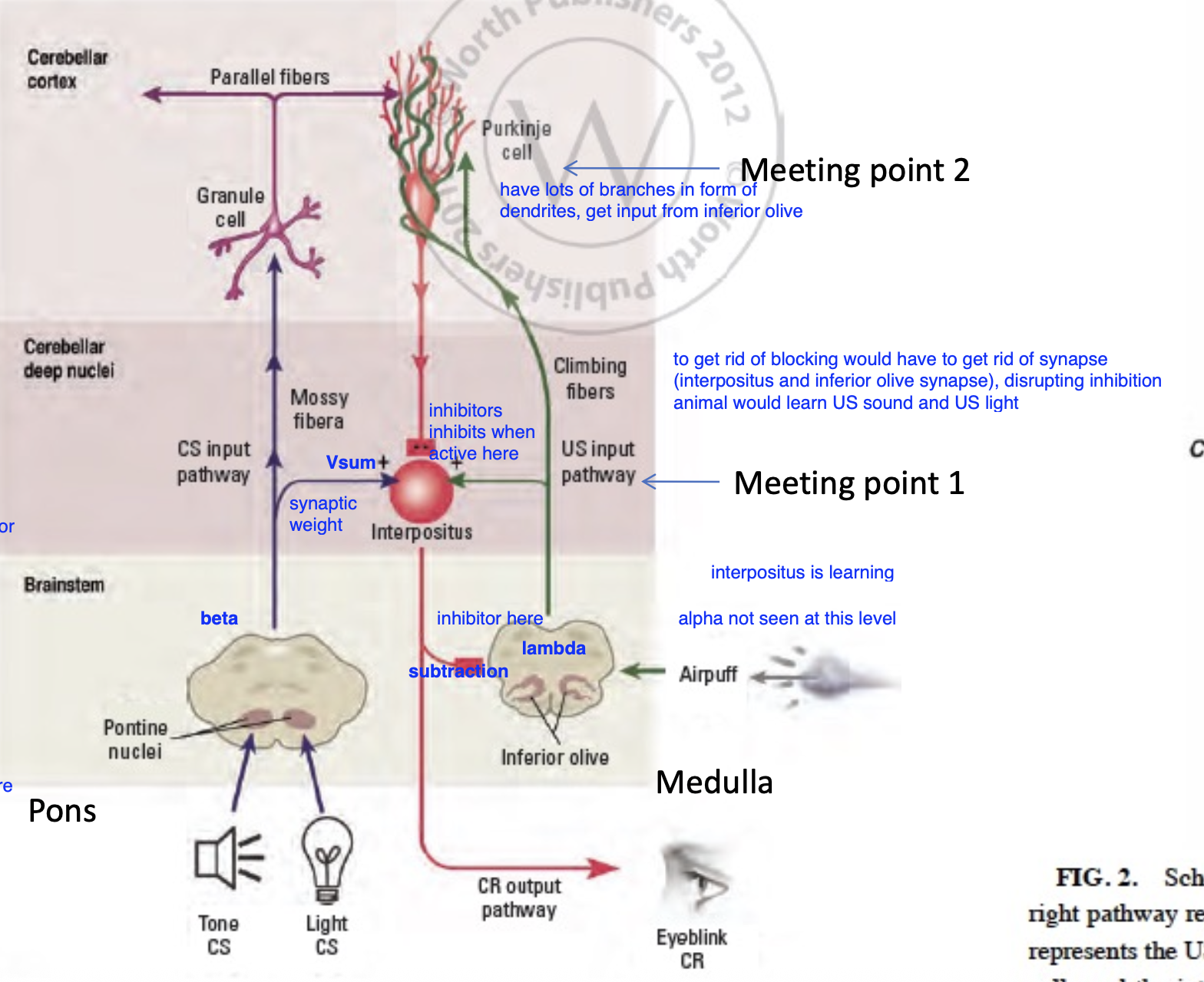 <p>• Tone (CS) and light (CS) go to pontine nuclei (beta – dampening factor)</p><p>-	Travels from pontine nuclei to interpositus (Vsum) and purkinje cell (GABAnergic)</p><p>-	Purkinje cell quiets the interpos inhibitors, learns when its time for uninhibition</p><p>• Air puff (US) travels to inferior olive (lambda)</p><p>-	From inferior olive goes to purkinje cell and interpositus</p><p>• Interpositus nucleus is a coincidence detector (connects sound to reflex)</p><p>-	CR output of eyeblink</p><p>-	As learning continues, will inhibit inferior olive</p><p>-	Makes prediction error smaller and smaller</p>