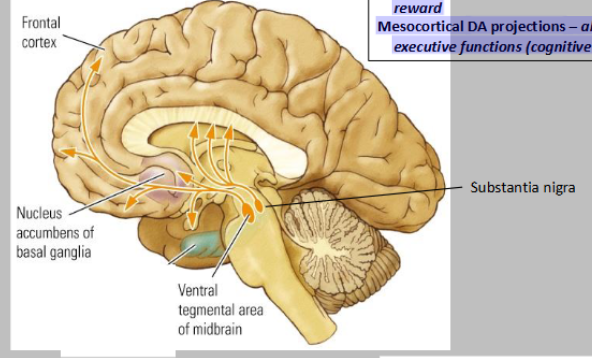 <p>What are the three major Dopamine pathways</p>
