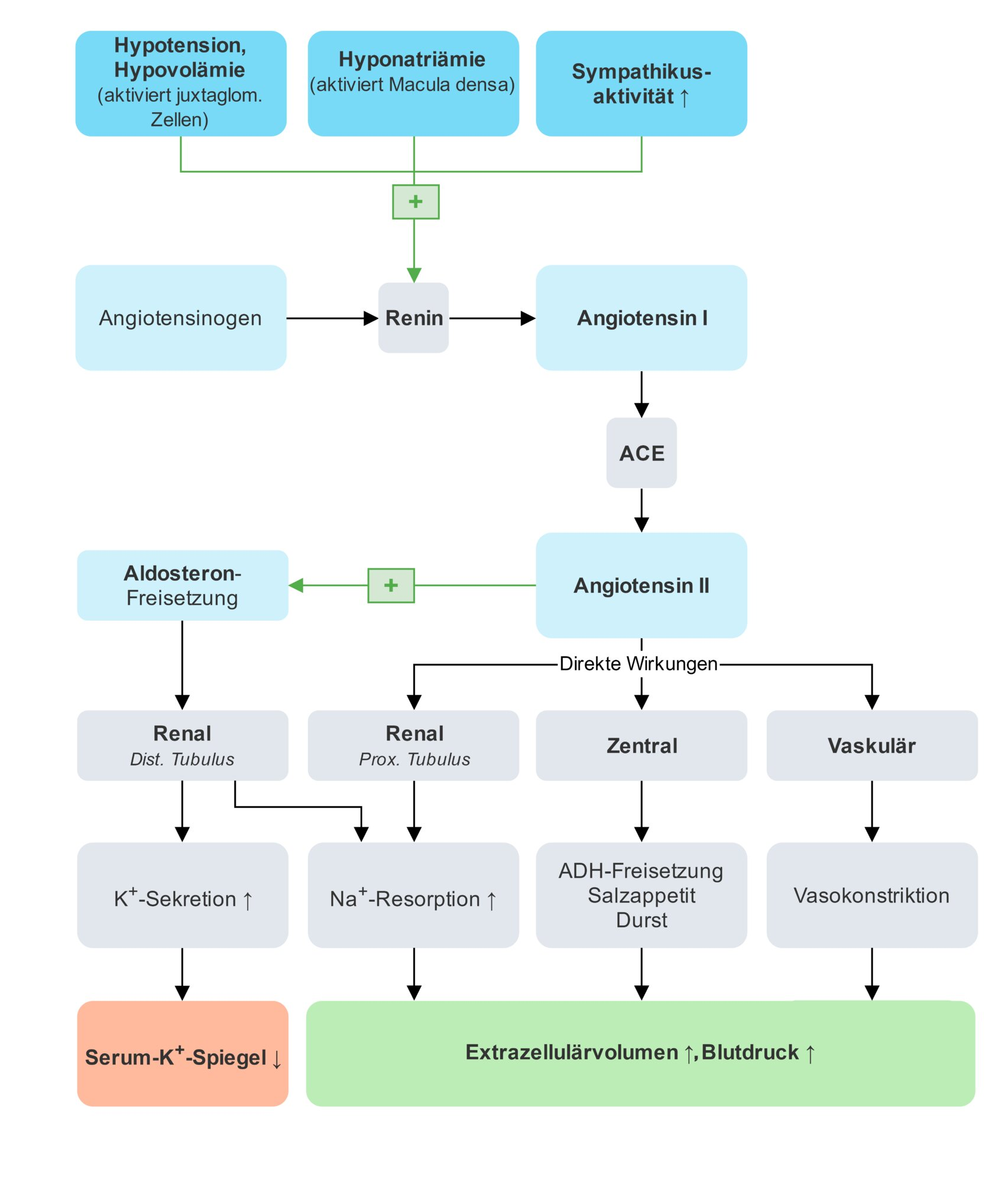 <p>E. Inhibition of angiotensin-converting enzyme (ACE)</p>