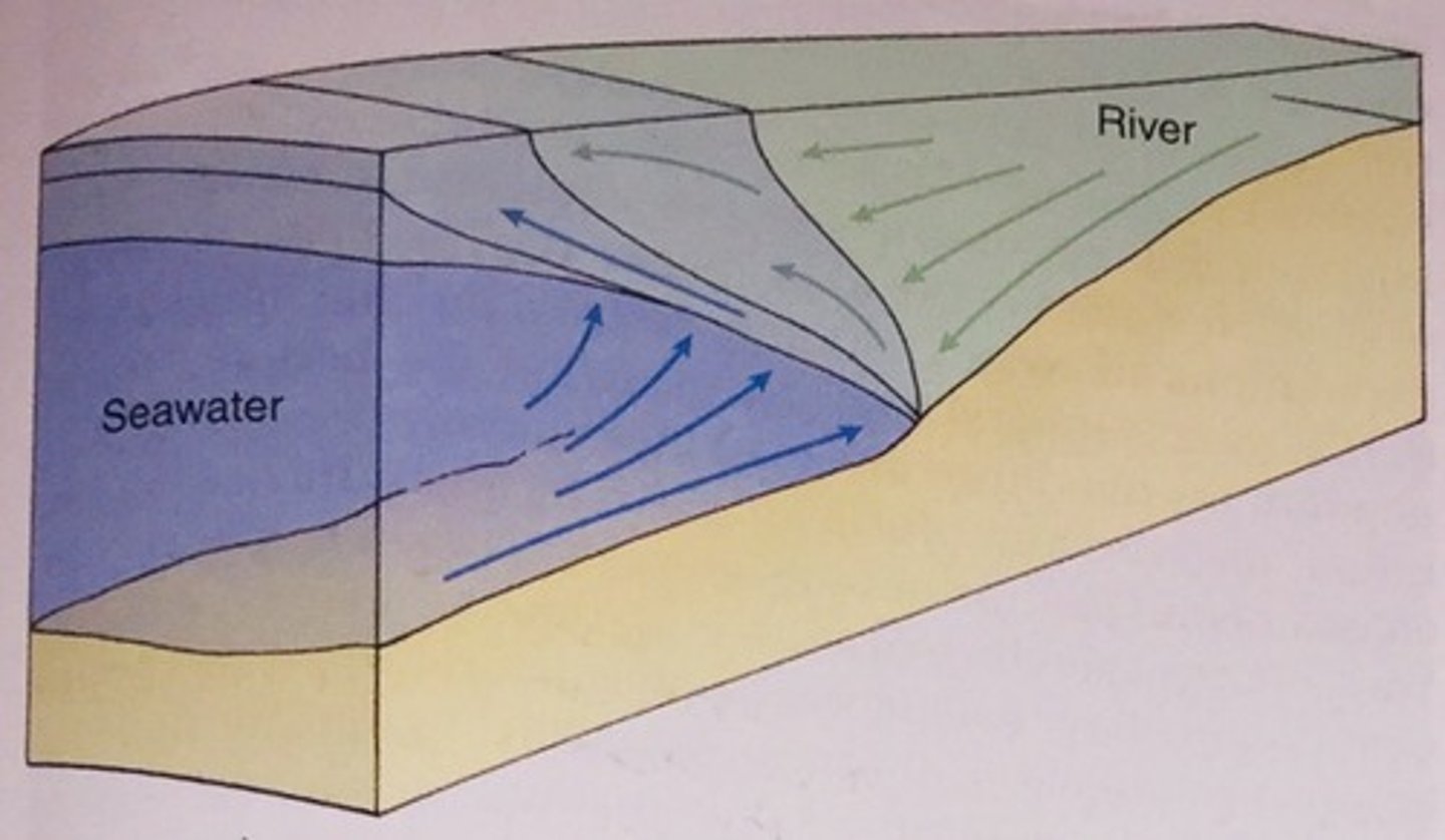 <p>an estuary in which the seawater moves in and out along an angled boundary known as a salt wedge</p>