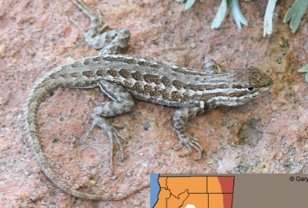 range in northern california; coloration under armpit