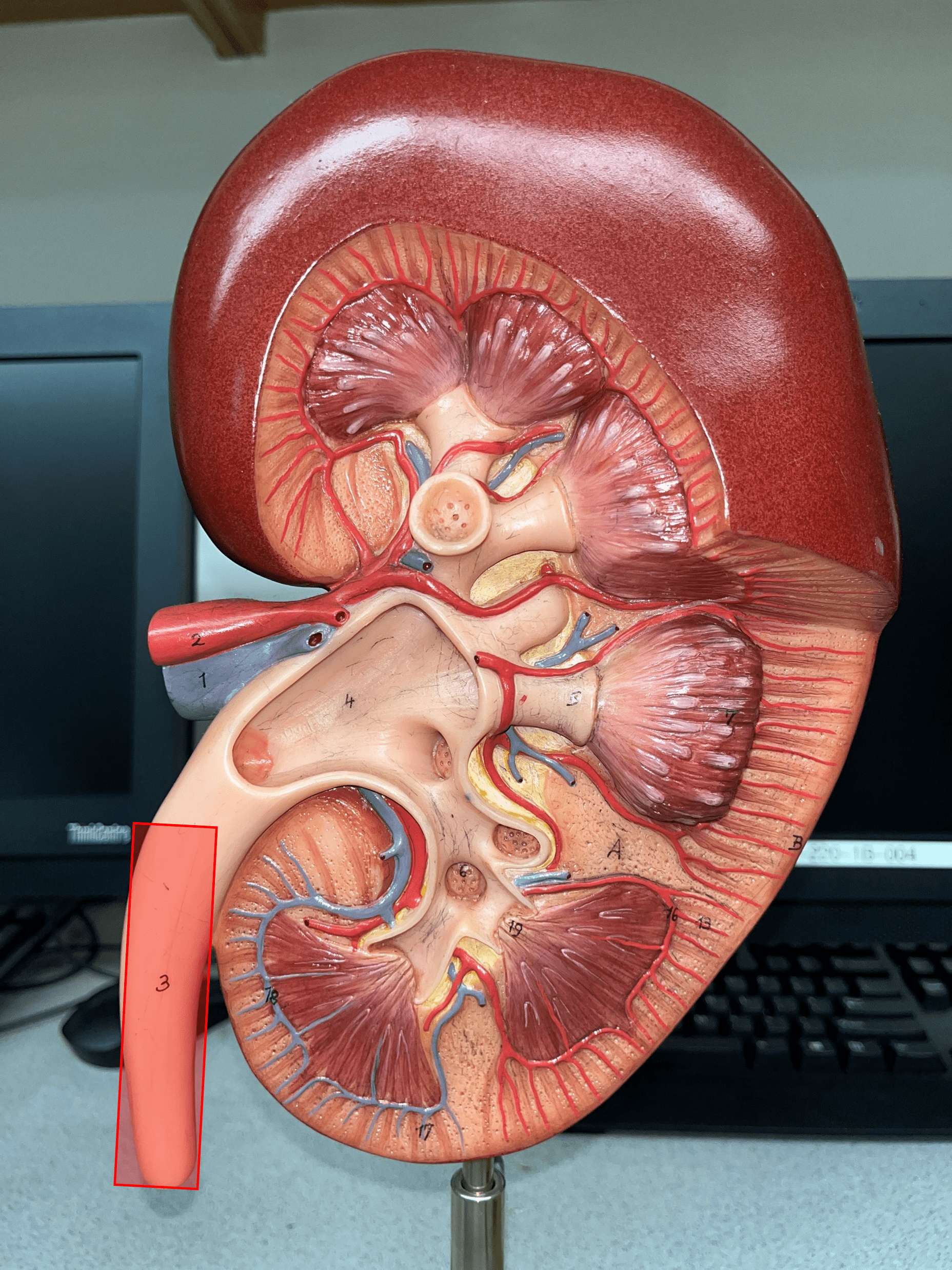 • A narrow tube channeling urine from the kidneys to the urinary bladder.

• Composed of an outer adventitia, middle muscularis, and inner mucosa.